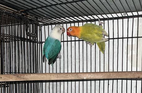 LOVEBIRDS - Cremino ,Decino ,Albino RE ,Opline/PF
