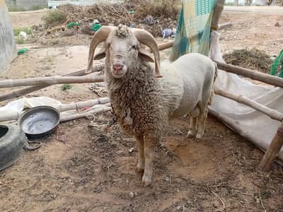 fresh 2 dant long tail