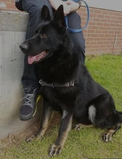 german shepherd female  for sale