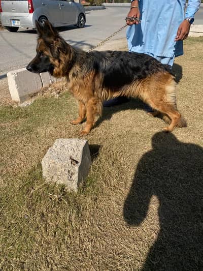 German shaperd breader female