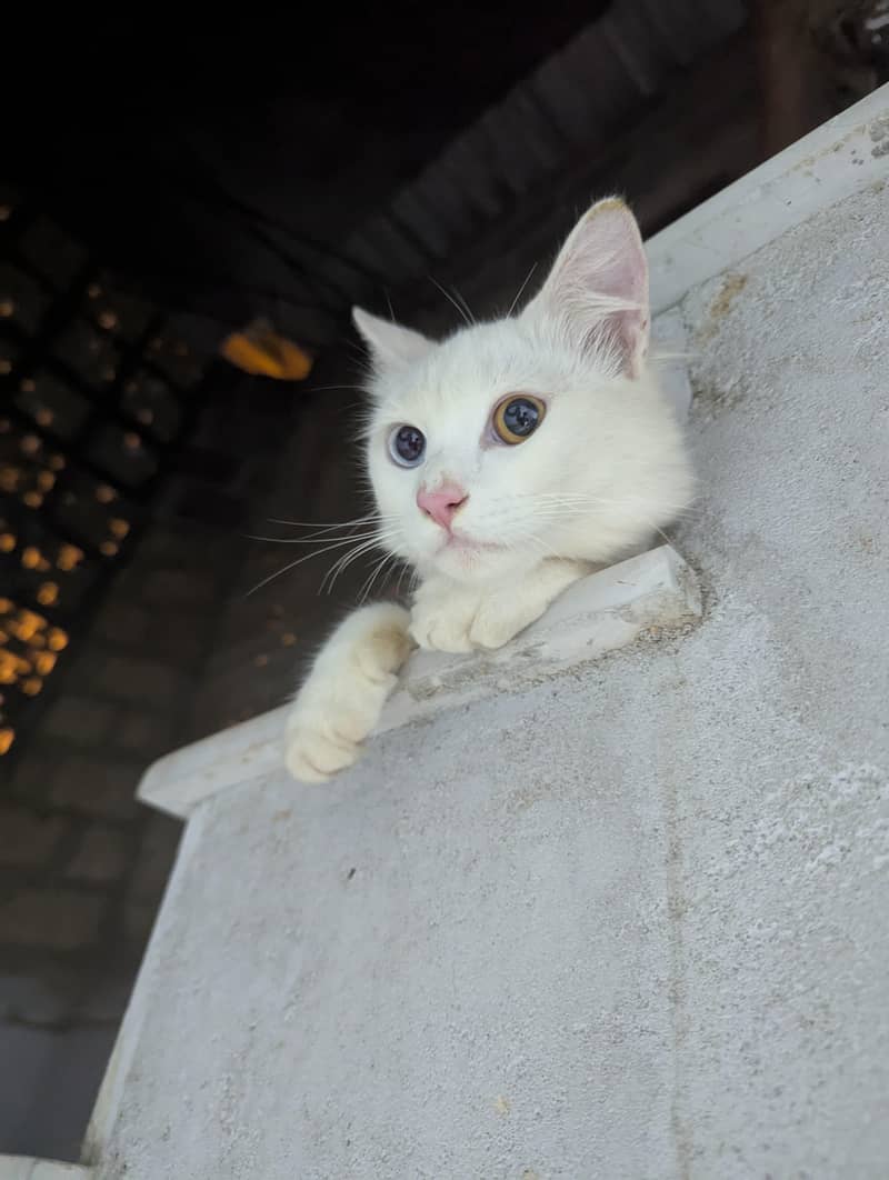 Missing Cat (Reward Cash prize) 1