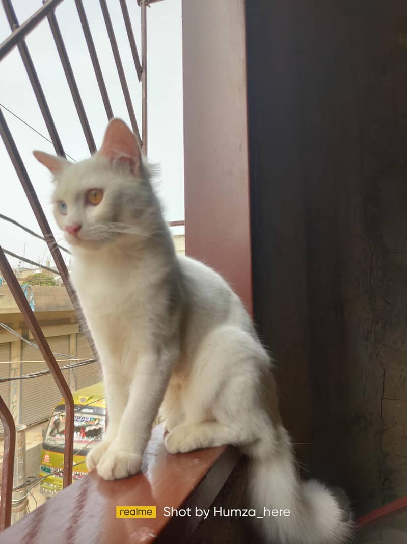 Missing Cat (Reward Cash prize) 2