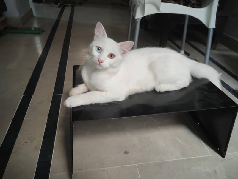 Missing Cat (Reward Cash prize) 3