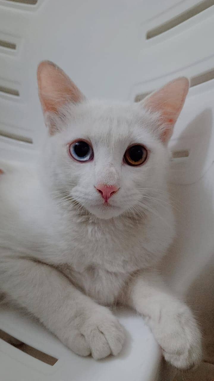 Missing Cat (Reward Cash prize) 4