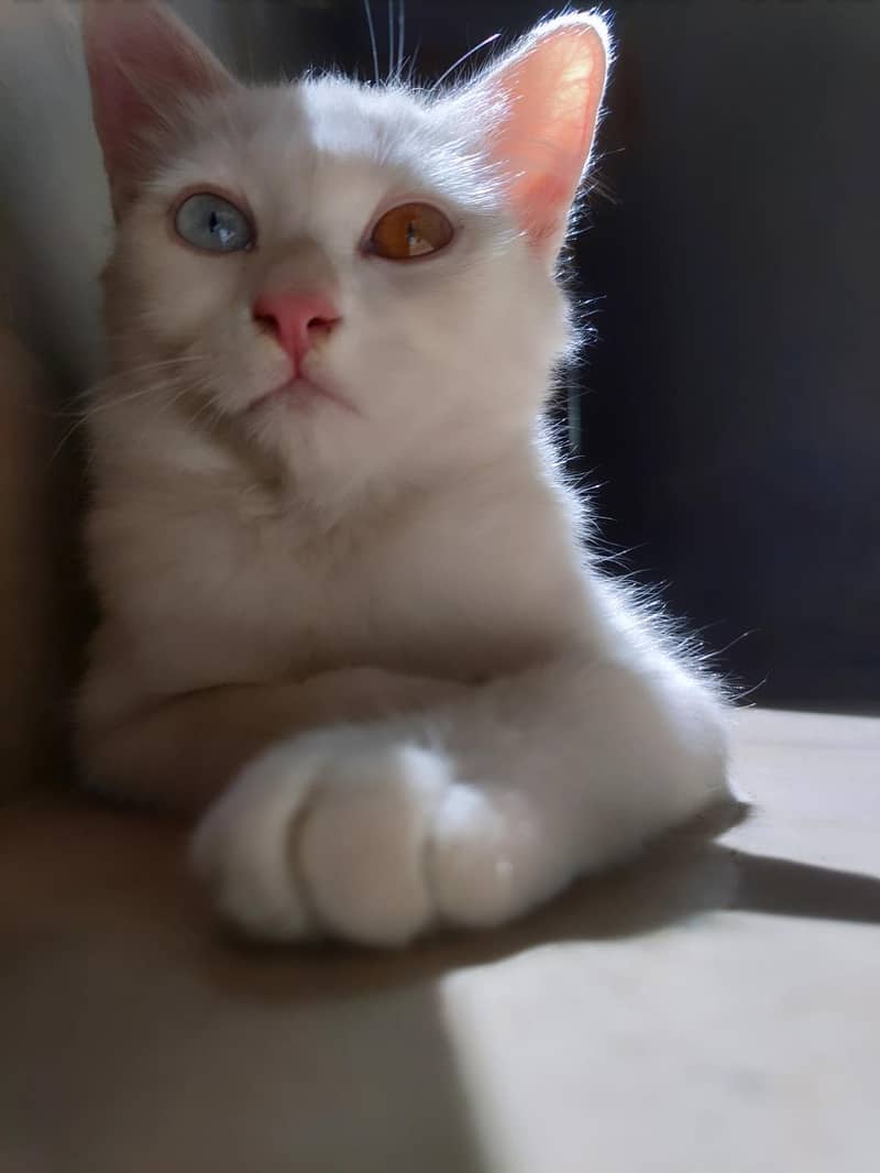 Missing Cat (Reward Cash prize) 5