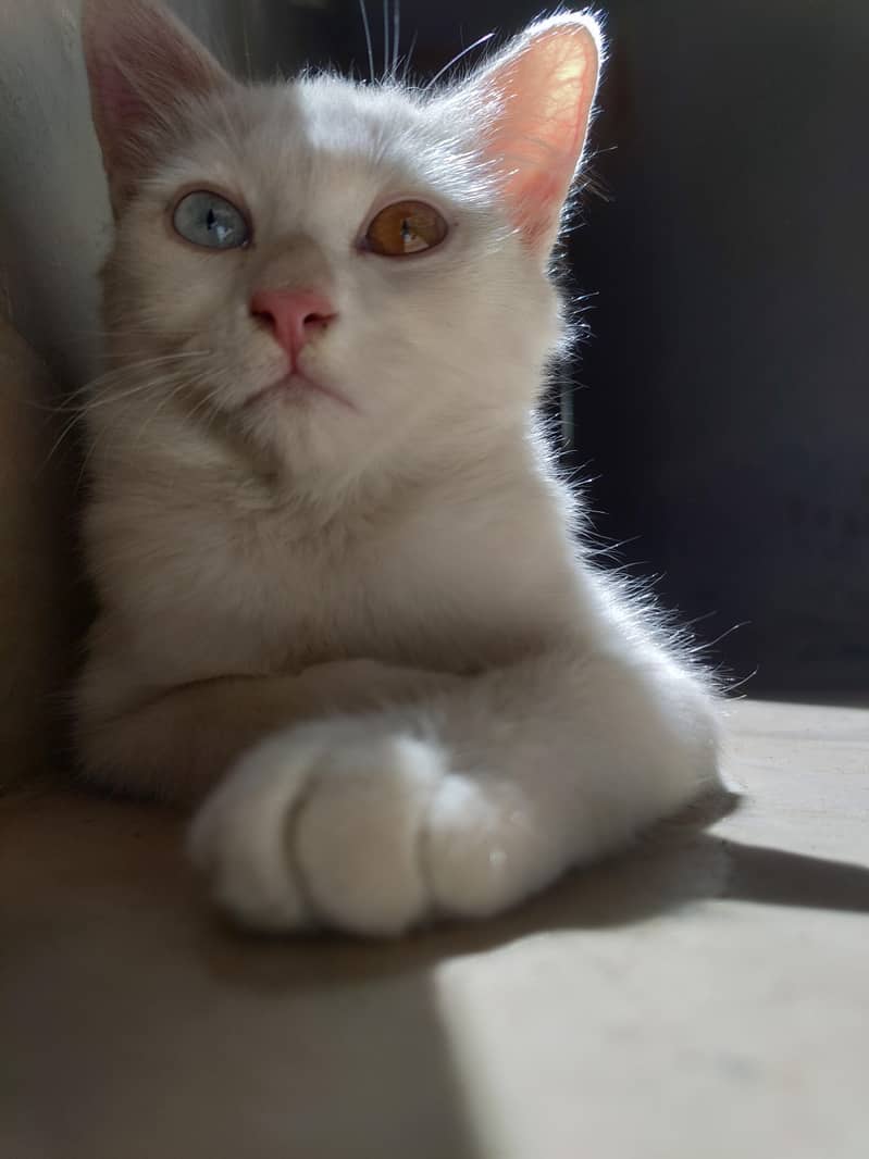 Missing Cat (Reward Cash prize) 6