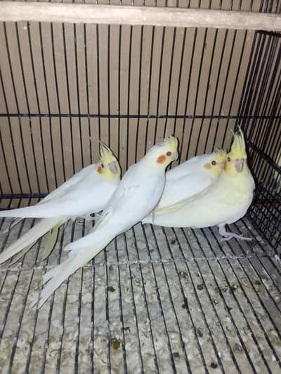 cream cocktail pathy