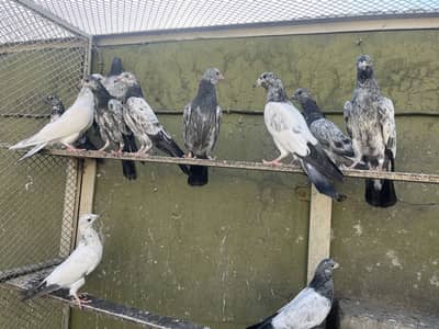 Aoa 15 Bachay Available Jisay Samje Aey Wo He Rabta Karay