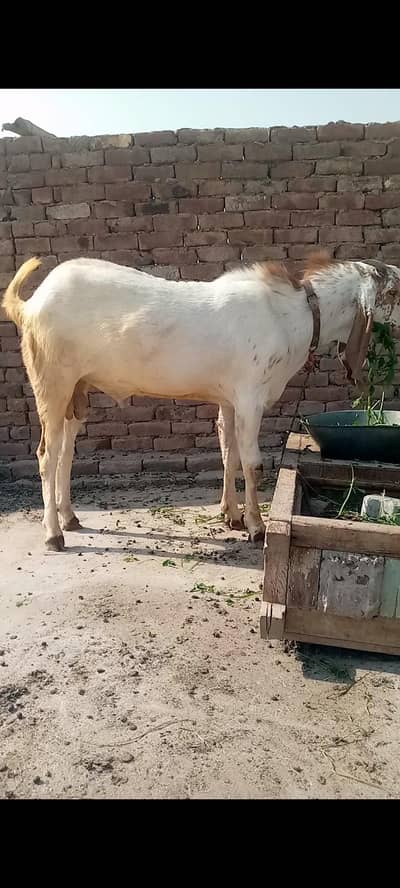 Makhi china breeder 2026