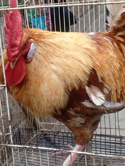 Hens for urgent sale