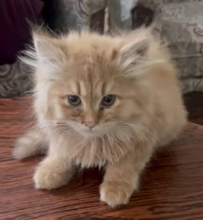 Beautiful ginger persian kitten for sale.