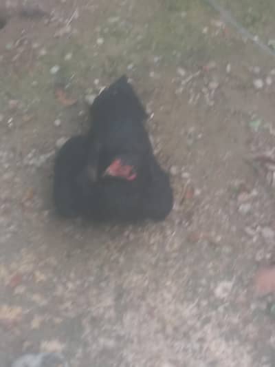 I sell my aseel amroha