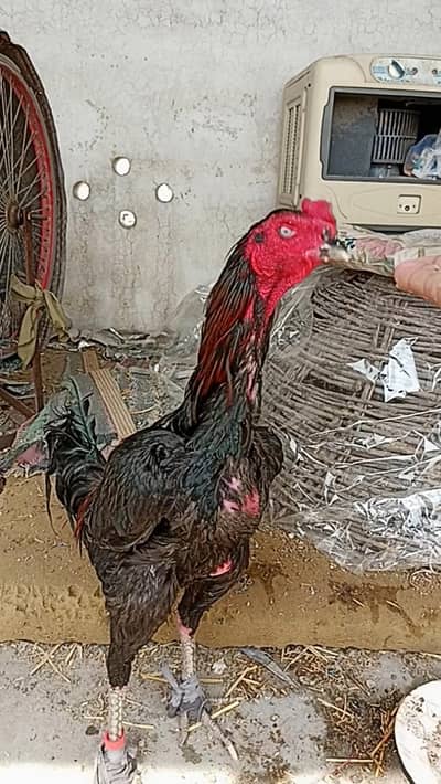 top quality pakoya thai patha available