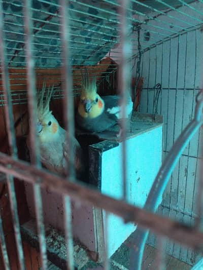 Cockatiel Pair with two kids