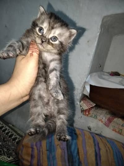 Persian kitten healthy Active