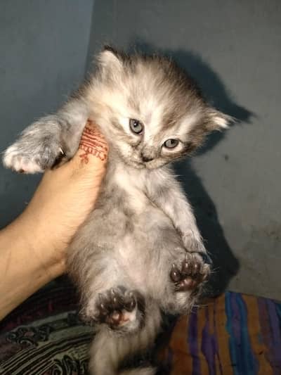 Persian kitten healthy Active
