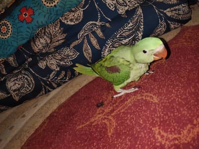 RAW PARROT AGE 2 MONTHS