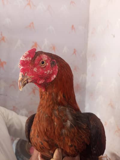 Aseel thaland Breader murga 03/7112/70/832