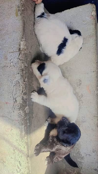 poodle puppies for sale  contact number 03206237760