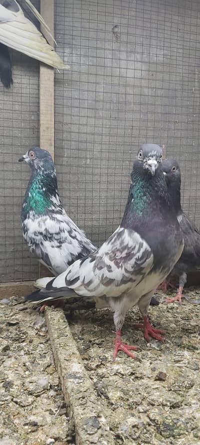 Goldan Nelay sialkoti lakhy pigeons for sale.