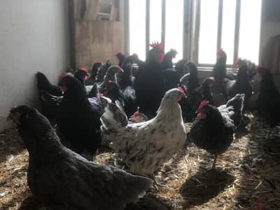 Australorp black blue and splash femal and male