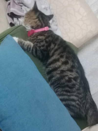 two cats Hain ghr ki Pali hoi Hain jis ko chaiye le Jain