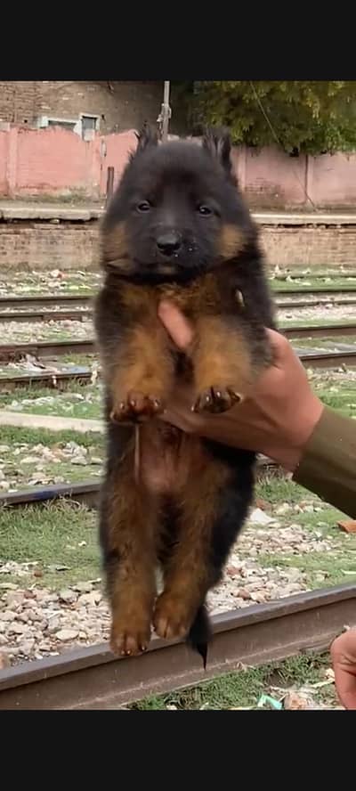German Shepherd long coat female do mahine for sale