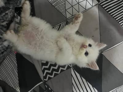 4:kittens available 3 month