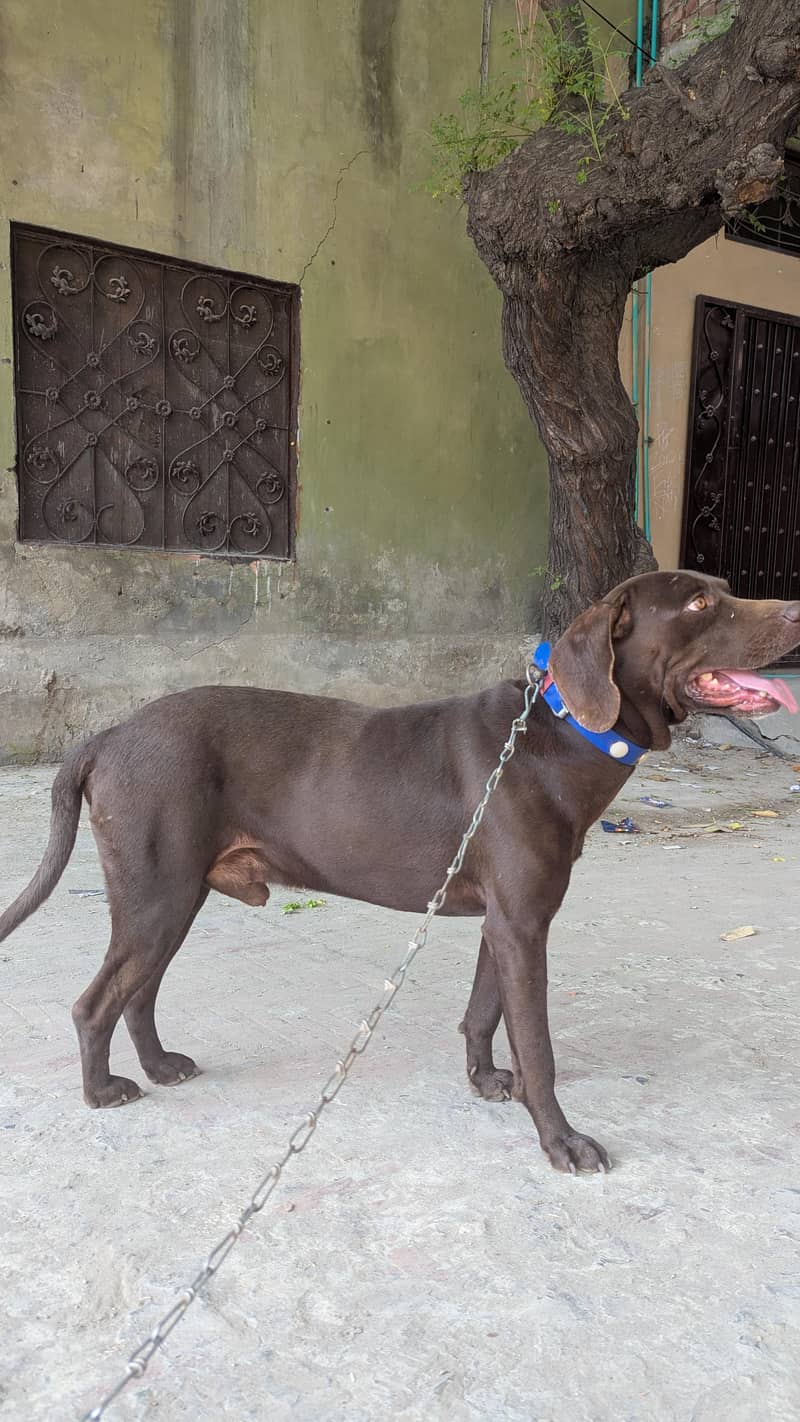pyore pointer 3