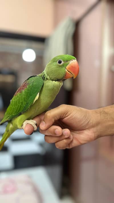 Pahari parrot raw parrot