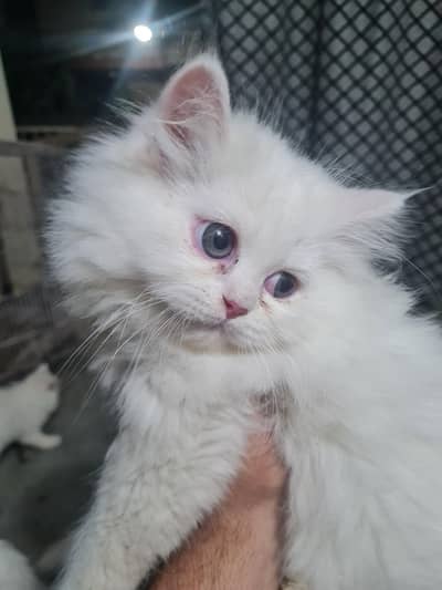 Persian Kitten