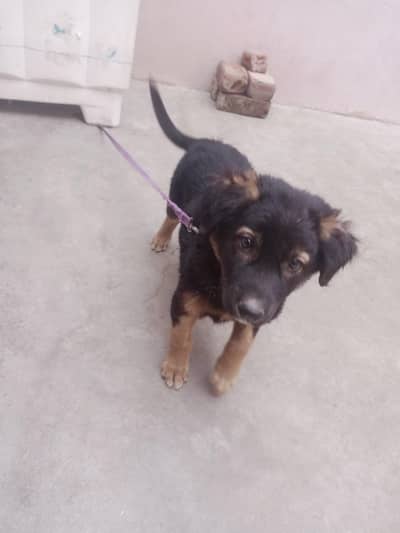 German Shepherd puppy male