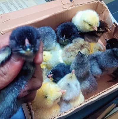 fancy/Ameraucana blue & Green eggs layer pure breed Fertilized eggs