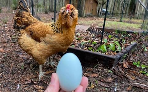 fancy/Ameraucana blue & Green eggs layer pure breed Fertilized eggs