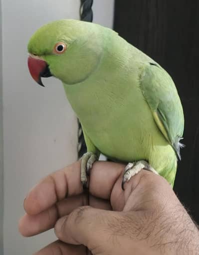 male talking parrot