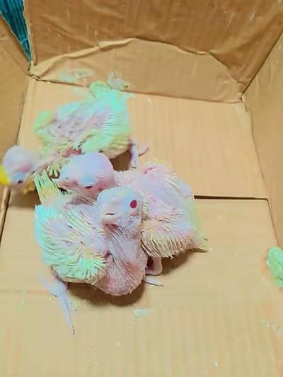 cocktail love birds Java finch bajis