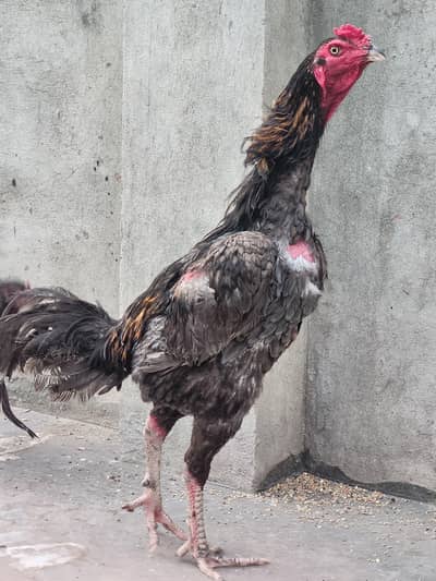 waleti patha best long hieght gurranted with madi best