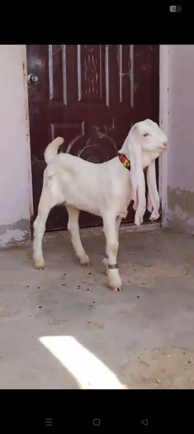 top quality gulabi Mele