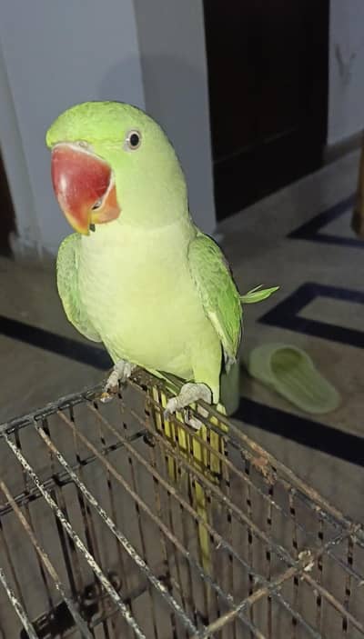 Raw Sami tame Young mail