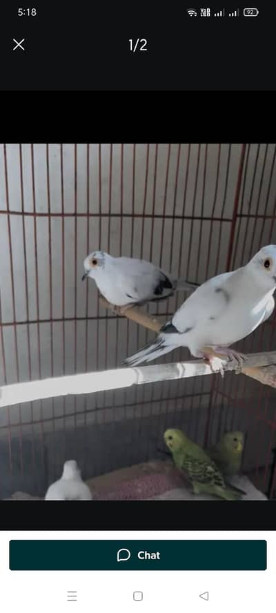 1 Breeder Pair Paid Dove 1 Breeder paid Malel And 1 Pair Gray Jawa