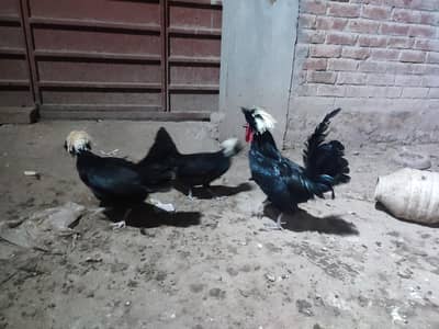 Black polish hens with white crust 1 male + 2 female