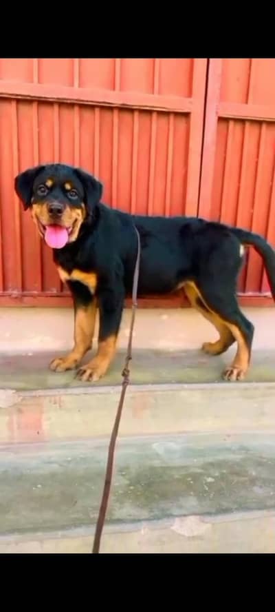Rottweiler kcp pedigree Female urgent sale