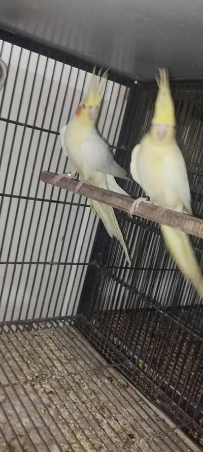 Common White Coktail Breederl  Pair For Sale in Multan
