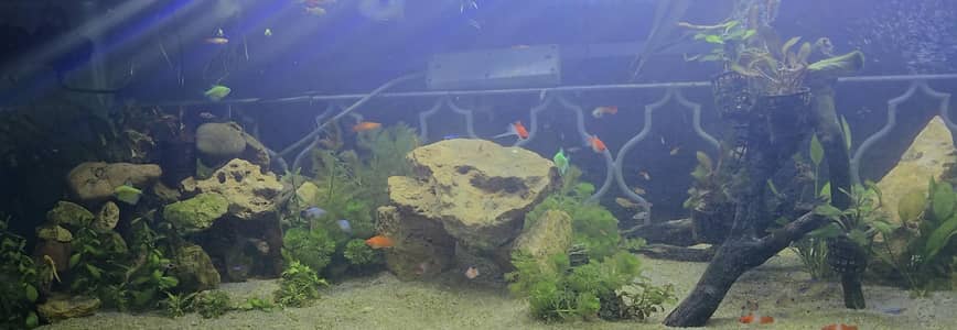 5 Feet Fully Planted Aquarium