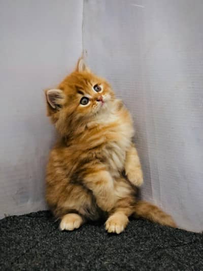 home delivery punch face triple coat kitten cat male female