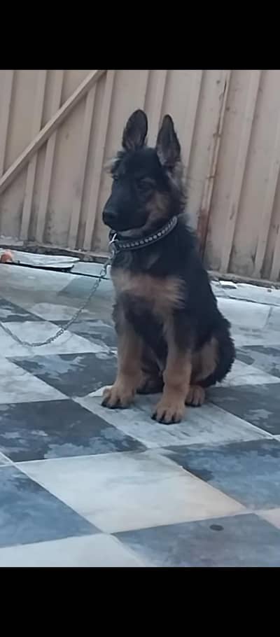 German shepherd long coat 2 months