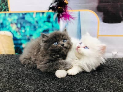 home delivery | Punch Kittens | Triple Coat Cats | Triple coat kittens