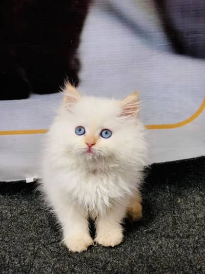 home delivery punch face triple coat kitten cat male female