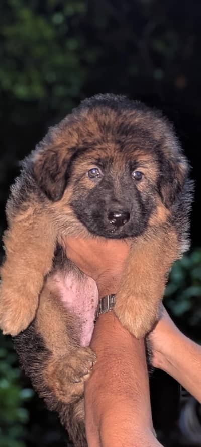 Long coat German shepherd female puppy for sale