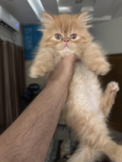 Peke Face | Piki | Persian Kitten | Pikki | Peki | Cat | Kittens